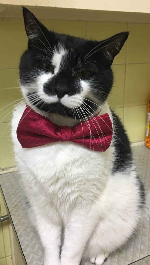 A cute black and white cat in a bow tie