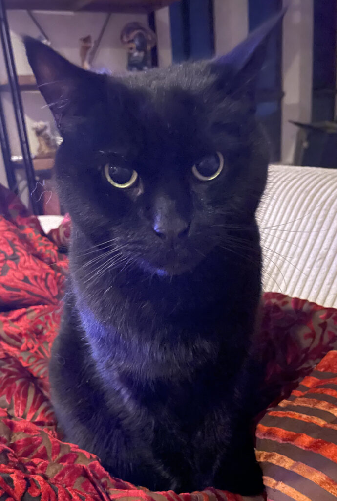 A cute black cat with a large head and round eyes