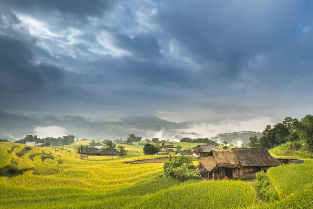 Straw roofed houses in the rice fields