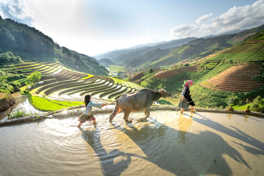an Ox and girls plowing the rice paddies
